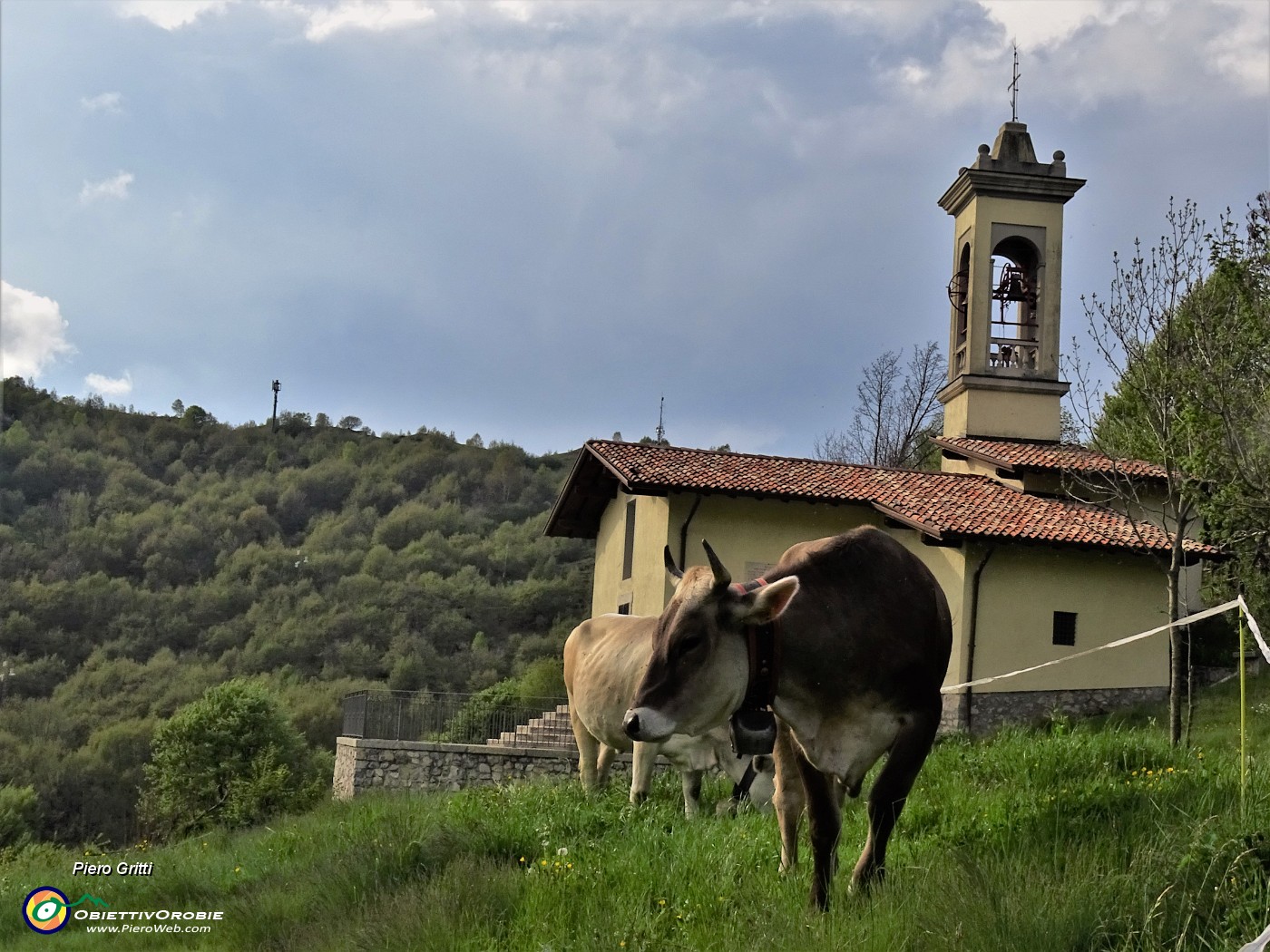 59 Chiesetta di San Barnaba con mucca al pascolo.JPG